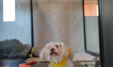 Imagine WhatsApp 2023-12-09 la 22.24.45_7945b62c