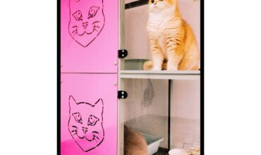 Imagine WhatsApp 2023-12-10 la 17.24.06_0011a482