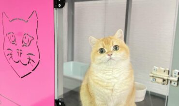 Imagine WhatsApp 2023-12-17 la 17.53.35_224990f2