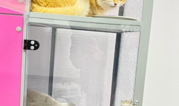 Imagine WhatsApp 2023-12-17 la 17.53.53_bccfcdef