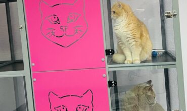 Imagine WhatsApp 2023-12-17 la 17.54.04_f7f40933